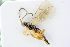  ( - BC-ZSM-HYM-24057-H02)  @13 [ ] CreativeCommons - Attribution Non-Commercial Share-Alike (2016) SNSB, Staatliche Naturwissenschaftliche Sammlungen Bayerns ZSM (SNSB, Zoologische Staatssammlung Muenchen)