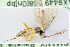  (Diplazon pallicoxa - BC-ZSM-HYM-24058-B07)  @12 [ ] CreativeCommons - Attribution Non-Commercial Share-Alike (2016) SNSB, Staatliche Naturwissenschaftliche Sammlungen Bayerns ZSM (SNSB, Zoologische Staatssammlung Muenchen)