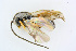  ( - BC-ZSM-HYM-24058-D05)  @15 [ ] CreativeCommons - Attribution Non-Commercial Share-Alike (2016) SNSB, Staatliche Naturwissenschaftliche Sammlungen Bayerns ZSM (SNSB, Zoologische Staatssammlung Muenchen)