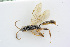  ( - BC-ZSM-HYM-24058-F03)  @14 [ ] CreativeCommons - Attribution Non-Commercial Share-Alike (2016) SNSB, Staatliche Naturwissenschaftliche Sammlungen Bayerns ZSM (SNSB, Zoologische Staatssammlung Muenchen)
