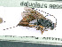  ( - BC-ZSM-HYM-24058-G09)  @11 [ ] by-nc-sa (2020) SNSB, Staatliche Naturwissenschaftliche Sammlungen Bayerns SNSB, Zoologische Staatssammlung Muenchen
