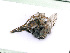  ( - BC-ZSM-HYM-24058-H01)  @11 [ ] CreativeCommons - Attribution Non-Commercial Share-Alike (2016) SNSB, Staatliche Naturwissenschaftliche Sammlungen Bayerns ZSM (SNSB, Zoologische Staatssammlung Muenchen)
