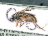  ( - BC-ZSM-HYM-24058-H05)  @12 [ ] CreativeCommons - Attribution Non-Commercial Share-Alike (2016) SNSB, Staatliche Naturwissenschaftliche Sammlungen Bayerns ZSM (SNSB, Zoologische Staatssammlung Muenchen)