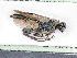  ( - BC-ZSM-HYM-24058-H08)  @14 [ ] CreativeCommons - Attribution Non-Commercial Share-Alike (2016) SNSB, Staatliche Naturwissenschaftliche Sammlungen Bayerns ZSM (SNSB, Zoologische Staatssammlung Muenchen)