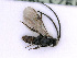  ( - BC-ZSM-HYM-24060-A10)  @12 [ ] CreativeCommons - Attribution Non-Commercial Share-Alike (2016) SNSB, Staatliche Naturwissenschaftliche Sammlungen Bayerns ZSM (SNSB, Zoologische Staatssammlung Muenchen)