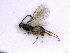  ( - BC-ZSM-HYM-24060-B09)  @13 [ ] CreativeCommons - Attribution Non-Commercial Share-Alike (2016) SNSB, Staatliche Naturwissenschaftliche Sammlungen Bayerns ZSM (SNSB, Zoologische Staatssammlung Muenchen)