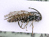  ( - BC-ZSM-HYM-24060-C09)  @13 [ ] CreativeCommons - Attribution Non-Commercial Share-Alike (2016) SNSB, Staatliche Naturwissenschaftliche Sammlungen Bayerns ZSM (SNSB, Zoologische Staatssammlung Muenchen)