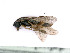  ( - BC-ZSM-HYM-24060-C12)  @11 [ ] by-nc-sa (2020) SNSB, Staatliche Naturwissenschaftliche Sammlungen Bayerns SNSB, Zoologische Staatssammlung Muenchen