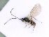  ( - BC-ZSM-HYM-24061-B02)  @12 [ ] CreativeCommons - Attribution Non-Commercial Share-Alike (2016) SNSB, Staatliche Naturwissenschaftliche Sammlungen Bayerns ZSM (SNSB, Zoologische Staatssammlung Muenchen)