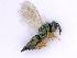  ( - BC-ZSM-HYM-24061-C06)  @13 [ ] CreativeCommons - Attribution Non-Commercial Share-Alike (2016) SNSB, Staatliche Naturwissenschaftliche Sammlungen Bayerns ZSM (SNSB, Zoologische Staatssammlung Muenchen)
