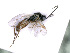  ( - BC-ZSM-HYM-24061-D11)  @12 [ ] CreativeCommons - Attribution Non-Commercial Share-Alike (2016) SNSB, Staatliche Naturwissenschaftliche Sammlungen Bayerns ZSM (SNSB, Zoologische Staatssammlung Muenchen)