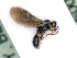  ( - BC-ZSM-HYM-24061-F02)  @12 [ ] CreativeCommons - Attribution Non-Commercial Share-Alike (2016) SNSB, Staatliche Naturwissenschaftliche Sammlungen Bayerns ZSM (SNSB, Zoologische Staatssammlung Muenchen)