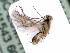  ( - BC-ZSM-HYM-24061-F08)  @12 [ ] CreativeCommons - Attribution Non-Commercial Share-Alike (2016) SNSB, Staatliche Naturwissenschaftliche Sammlungen Bayerns ZSM (SNSB, Zoologische Staatssammlung Muenchen)