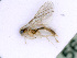  ( - BC-ZSM-HYM-24064-A03)  @12 [ ] CreativeCommons - Attribution Non-Commercial Share-Alike (2016) SNSB, Staatliche Naturwissenschaftliche Sammlungen Bayerns ZSM (SNSB, Zoologische Staatssammlung Muenchen)