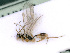  ( - BC-ZSM-HYM-24064-A06)  @12 [ ] CreativeCommons - Attribution Non-Commercial Share-Alike (2016) SNSB, Staatliche Naturwissenschaftliche Sammlungen Bayerns ZSM (SNSB, Zoologische Staatssammlung Muenchen)