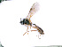  ( - BC-ZSM-HYM-24064-B02)  @11 [ ] CreativeCommons - Attribution Non-Commercial Share-Alike (2016) SNSB, Staatliche Naturwissenschaftliche Sammlungen Bayerns ZSM (SNSB, Zoologische Staatssammlung Muenchen)