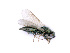  ( - BC-ZSM-HYM-24064-C05)  @11 [ ] CreativeCommons - Attribution Non-Commercial Share-Alike (2016) SNSB, Staatliche Naturwissenschaftliche Sammlungen Bayerns ZSM (SNSB, Zoologische Staatssammlung Muenchen)