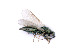  (Epiclerus temenus - BC-ZSM-HYM-24064-C05)  @11 [ ] by-nc-sa (2020) SNSB, Staatliche Naturwissenschaftliche Sammlungen Bayerns SNSB, Zoologische Staatssammlung Muenchen