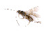  ( - BC-ZSM-HYM-24064-F04)  @11 [ ] by-nc-sa (2020) SNSB, Staatliche Naturwissenschaftliche Sammlungen Bayerns SNSB, Zoologische Staatssammlung Muenchen