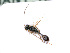  ( - BC-ZSM-HYM-24064-H01)  @13 [ ] CreativeCommons - Attribution Non-Commercial Share-Alike (2016) SNSB, Staatliche Naturwissenschaftliche Sammlungen Bayerns ZSM (SNSB, Zoologische Staatssammlung Muenchen)