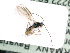  ( - BC-ZSM-HYM-24064-H10)  @11 [ ] CreativeCommons - Attribution Non-Commercial Share-Alike (2016) SNSB, Staatliche Naturwissenschaftliche Sammlungen Bayerns ZSM (SNSB, Zoologische Staatssammlung Muenchen)