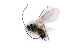  (Dacnusa maculipes - BC-ZSM-HYM-24065-A04)  @13 [ ] CreativeCommons - Attribution Non-Commercial Share-Alike (2016) SNSB, Staatliche Naturwissenschaftliche Sammlungen Bayerns ZSM (SNSB, Zoologische Staatssammlung Muenchen)