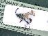  ( - BC-ZSM-HYM-24065-C08)  @12 [ ] CreativeCommons - Attribution Non-Commercial Share-Alike (2016) SNSB, Staatliche Naturwissenschaftliche Sammlungen Bayerns ZSM (SNSB, Zoologische Staatssammlung Muenchen)
