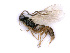  ( - BC-ZSM-HYM-24065-H05)  @13 [ ] CreativeCommons - Attribution Non-Commercial Share-Alike (2016) SNSB, Staatliche Naturwissenschaftliche Sammlungen Bayerns ZSM (SNSB, Zoologische Staatssammlung Muenchen)