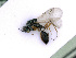  ( - BC-ZSM-HYM-24066-H09)  @12 [ ] CreativeCommons - Attribution Non-Commercial Share-Alike (2016) SNSB, Staatliche Naturwissenschaftliche Sammlungen Bayerns ZSM (SNSB, Zoologische Staatssammlung Muenchen)