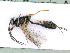  ( - BC-ZSM-HYM-24067-D05)  @12 [ ] CreativeCommons - Attribution Non-Commercial Share-Alike (2016) SNSB, Staatliche Naturwissenschaftliche Sammlungen Bayerns ZSM (SNSB, Zoologische Staatssammlung Muenchen)