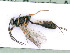  ( - BC-ZSM-HYM-24067-D05)  @11 [ ] by-nc-sa (2020) SNSB, Staatliche Naturwissenschaftliche Sammlungen Bayerns SNSB, Zoologische Staatssammlung Muenchen