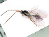  ( - BC-ZSM-HYM-24067-F05)  @13 [ ] CreativeCommons - Attribution Non-Commercial Share-Alike (2016) SNSB, Staatliche Naturwissenschaftliche Sammlungen Bayerns ZSM (SNSB, Zoologische Staatssammlung Muenchen)