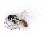  ( - BC-ZSM-HYM-24067-G04)  @11 [ ] CreativeCommons - Attribution Non-Commercial Share-Alike (2016) SNSB, Staatliche Naturwissenschaftliche Sammlungen Bayerns ZSM (SNSB, Zoologische Staatssammlung Muenchen)