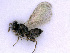  ( - BC-ZSM-HYM-24069-D02)  @12 [ ] CreativeCommons - Attribution Non-Commercial Share-Alike (2016) SNSB, Staatliche Naturwissenschaftliche Sammlungen Bayerns ZSM (SNSB, Zoologische Staatssammlung Muenchen)