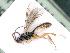  ( - BC-ZSM-HYM-24069-G03)  @13 [ ] CreativeCommons - Attribution Non-Commercial Share-Alike (2016) SNSB, Staatliche Naturwissenschaftliche Sammlungen Bayerns ZSM (SNSB, Zoologische Staatssammlung Muenchen)