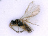  ( - BC-ZSM-HYM-24070-H02)  @12 [ ] CreativeCommons - Attribution Non-Commercial Share-Alike (2016) SNSB, Staatliche Naturwissenschaftliche Sammlungen Bayerns ZSM (SNSB, Zoologische Staatssammlung Muenchen)