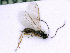  ( - BC-ZSM-HYM-24070-H07)  @12 [ ] CreativeCommons - Attribution Non-Commercial Share-Alike (2016) SNSB, Staatliche Naturwissenschaftliche Sammlungen Bayerns ZSM (SNSB, Zoologische Staatssammlung Muenchen)