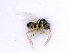  ( - BC-ZSM-HYM-24071-G09)  @13 [ ] CreativeCommons - Attribution Non-Commercial Share-Alike (2016) SNSB, Staatliche Naturwissenschaftliche Sammlungen Bayerns ZSM (SNSB, Zoologische Staatssammlung Muenchen)