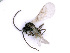  ( - BC-ZSM-HYM-24072-B01)  @13 [ ] CreativeCommons - Attribution Non-Commercial Share-Alike (2016) SNSB, Staatliche Naturwissenschaftliche Sammlungen Bayerns ZSM (SNSB, Zoologische Staatssammlung Muenchen)