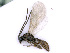  ( - BC-ZSM-HYM-24073-A05)  @13 [ ] CreativeCommons - Attribution Non-Commercial Share-Alike (2016) SNSB, Staatliche Naturwissenschaftliche Sammlungen Bayerns ZSM (SNSB, Zoologische Staatssammlung Muenchen)