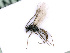  ( - BC-ZSM-HYM-24073-F04)  @12 [ ] CreativeCommons - Attribution Non-Commercial Share-Alike (2016) SNSB, Staatliche Naturwissenschaftliche Sammlungen Bayerns ZSM (SNSB, Zoologische Staatssammlung Muenchen)