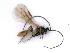  ( - BC-ZSM-HYM-24073-F07)  @13 [ ] CreativeCommons - Attribution Non-Commercial Share-Alike (2016) SNSB, Staatliche Naturwissenschaftliche Sammlungen Bayerns ZSM (SNSB, Zoologische Staatssammlung Muenchen)