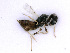  ( - BC-ZSM-HYM-24074-B01)  @12 [ ] CreativeCommons - Attribution Non-Commercial Share-Alike (2016) SNSB, Staatliche Naturwissenschaftliche Sammlungen Bayerns ZSM (SNSB, Zoologische Staatssammlung Muenchen)