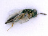  ( - BC-ZSM-HYM-24074-B03)  @13 [ ] CreativeCommons - Attribution Non-Commercial Share-Alike (2016) SNSB, Staatliche Naturwissenschaftliche Sammlungen Bayerns ZSM (SNSB, Zoologische Staatssammlung Muenchen)