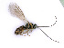  ( - BC-ZSM-HYM-24074-E03)  @13 [ ] CreativeCommons - Attribution Non-Commercial Share-Alike (2016) SNSB, Staatliche Naturwissenschaftliche Sammlungen Bayerns ZSM (SNSB, Zoologische Staatssammlung Muenchen)
