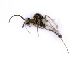  ( - BC-ZSM-HYM-24074-F01)  @12 [ ] CreativeCommons - Attribution Non-Commercial Share-Alike (2016) SNSB, Staatliche Naturwissenschaftliche Sammlungen Bayerns ZSM (SNSB, Zoologische Staatssammlung Muenchen)