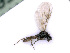  ( - BC-ZSM-HYM-24074-F05)  @13 [ ] CreativeCommons - Attribution Non-Commercial Share-Alike (2016) SNSB, Staatliche Naturwissenschaftliche Sammlungen Bayerns ZSM (SNSB, Zoologische Staatssammlung Muenchen)