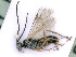 ( - BC-ZSM-HYM-24074-G10)  @13 [ ] CreativeCommons - Attribution Non-Commercial Share-Alike (2016) SNSB, Staatliche Naturwissenschaftliche Sammlungen Bayerns ZSM (SNSB, Zoologische Staatssammlung Muenchen)