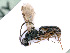  (Gelis zeirapherator - BC-ZSM-HYM-24074-H01)  @12 [ ] CreativeCommons - Attribution Non-Commercial Share-Alike (2016) SNSB, Staatliche Naturwissenschaftliche Sammlungen Bayerns ZSM (SNSB, Zoologische Staatssammlung Muenchen)