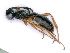  ( - BC-ZSM-HYM-24074-H05)  @11 [ ] CreativeCommons - Attribution Non-Commercial Share-Alike (2016) SNSB, Staatliche Naturwissenschaftliche Sammlungen Bayerns ZSM (SNSB, Zoologische Staatssammlung Muenchen)